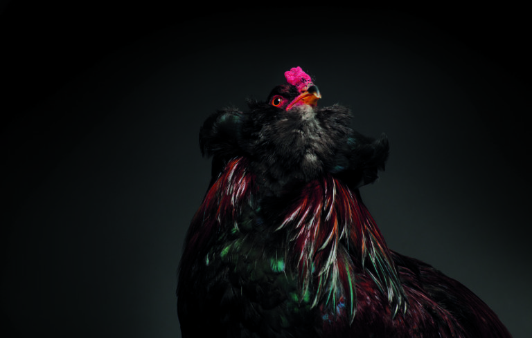 CHICken : les plus belles poules du monde à l’honneur dans une série de photos insolites #21