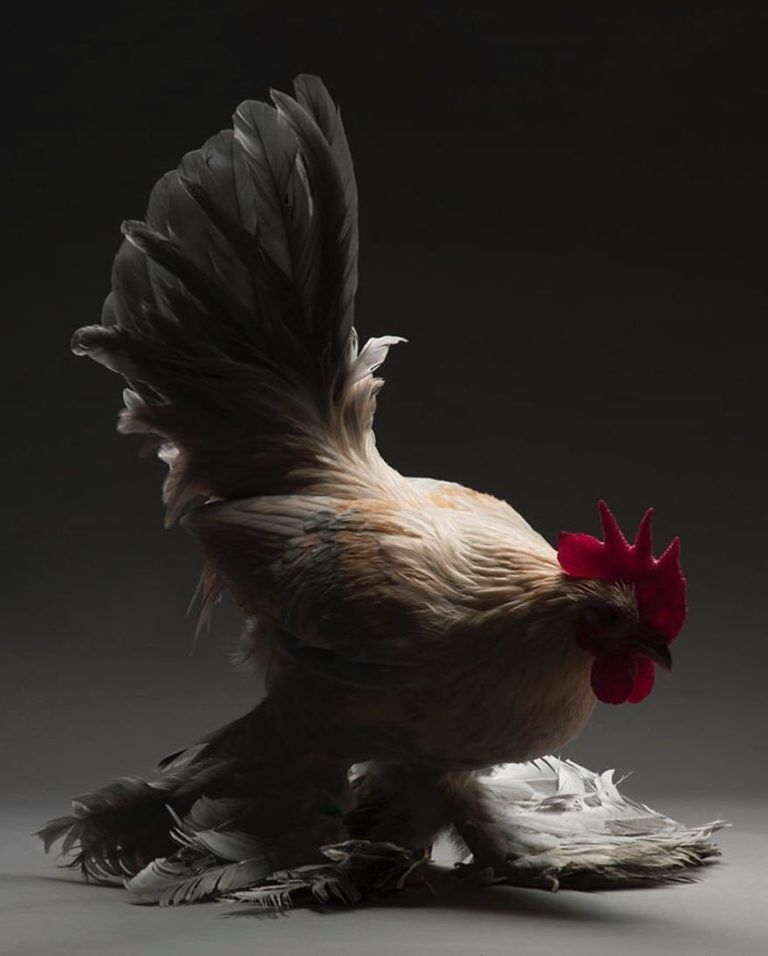 CHICken : les plus belles poules du monde à l’honneur dans une série de photos insolites #12