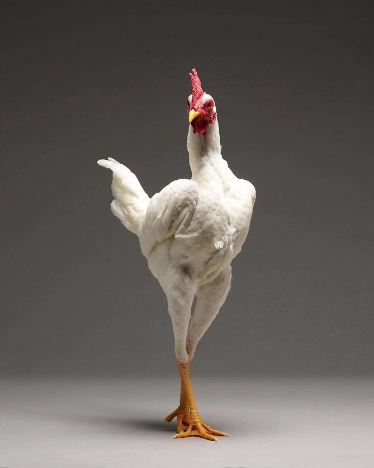 CHICken : les plus belles poules du monde à l’honneur dans une série de photos insolites #13