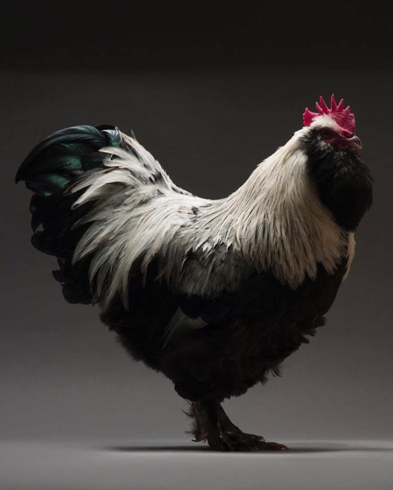 CHICken : les plus belles poules du monde à l’honneur dans une série de photos insolites #14