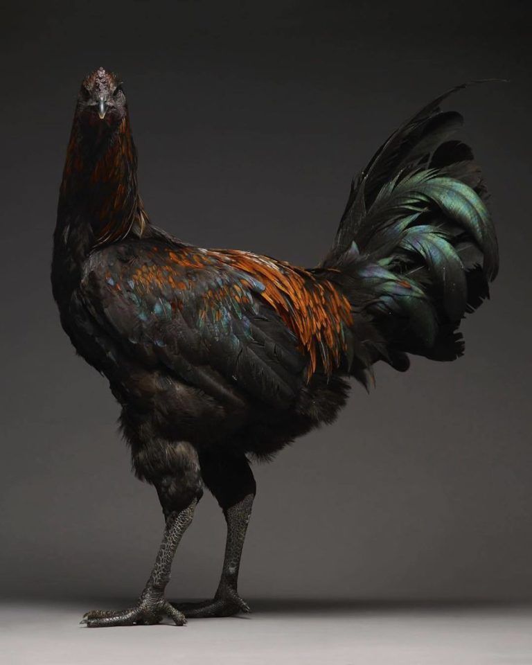 CHICken : les plus belles poules du monde à l’honneur dans une série de photos insolites #15