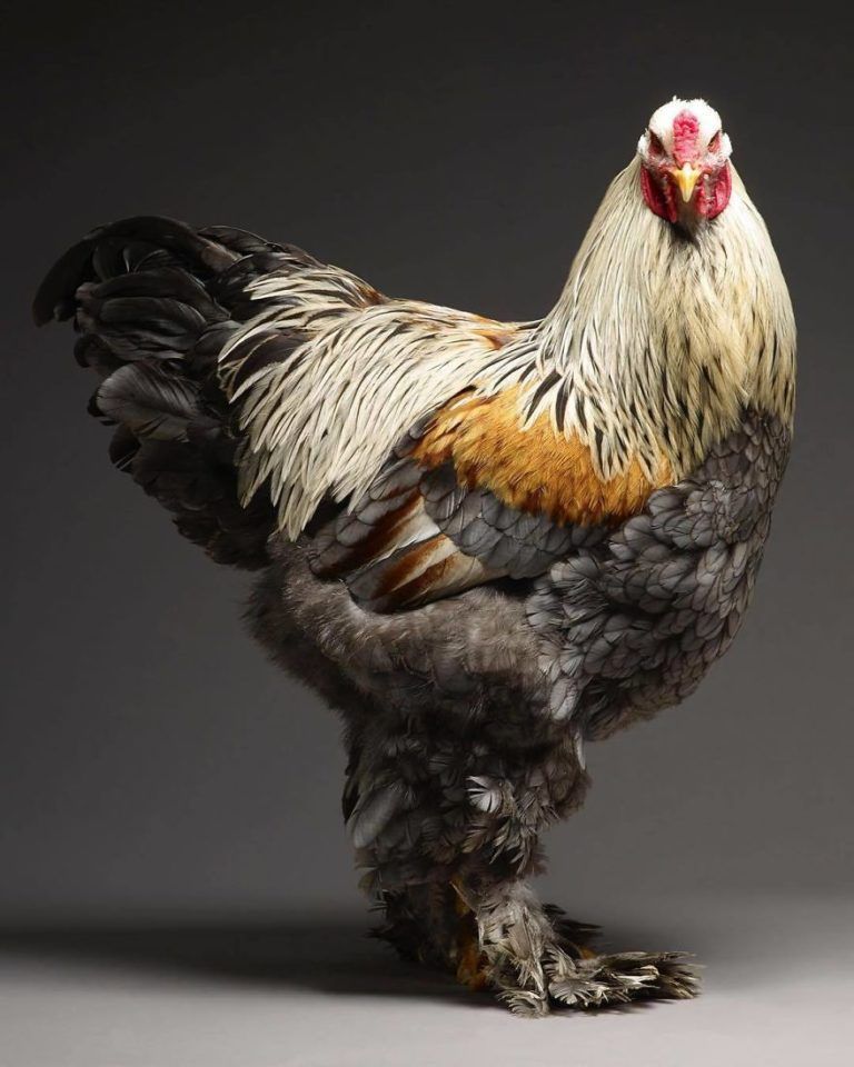 CHICken : les plus belles poules du monde à l’honneur dans une série de photos insolites #16