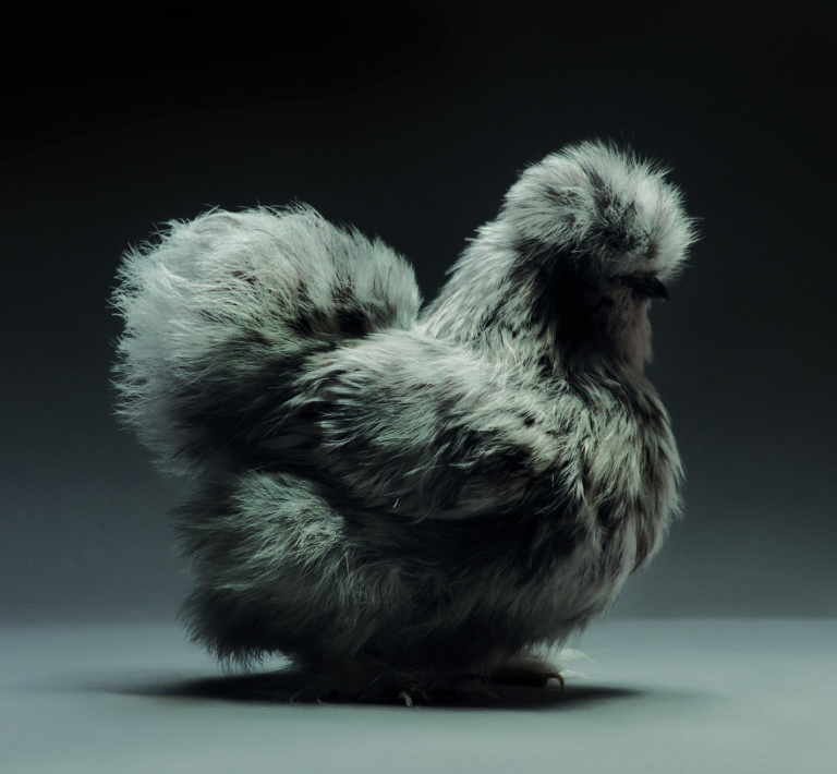 CHICken : les plus belles poules du monde à l’honneur dans une série de photos insolites #2