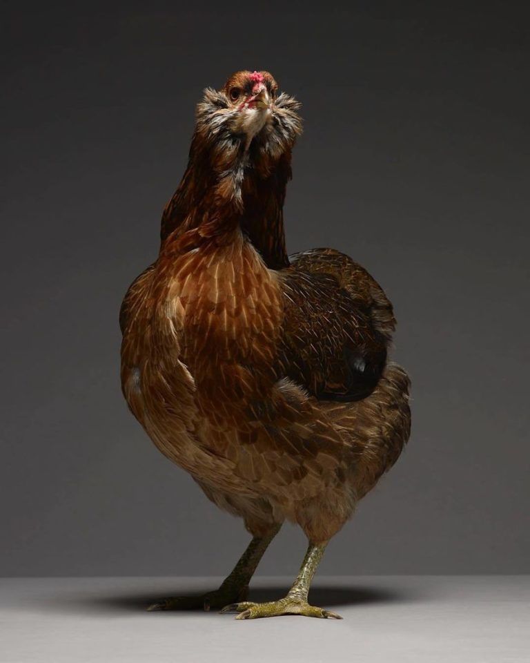 CHICken : les plus belles poules du monde à l’honneur dans une série de photos insolites #18