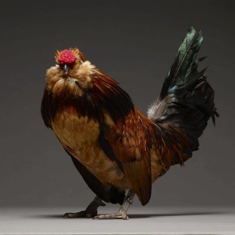 CHICken : les plus belles poules du monde à l’honneur dans une série de photos insolites #19