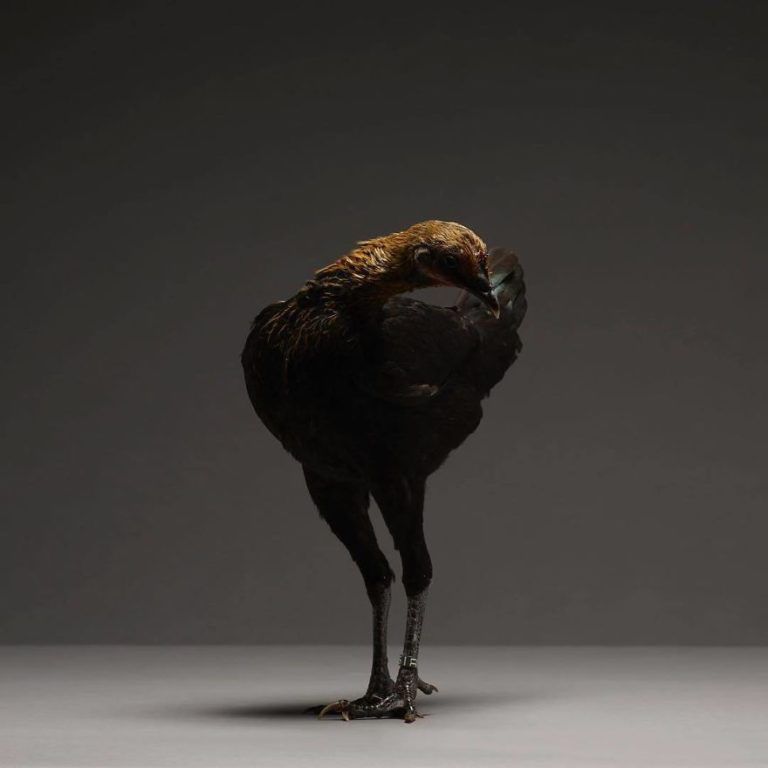 CHICken : les plus belles poules du monde à l’honneur dans une série de photos insolites #20