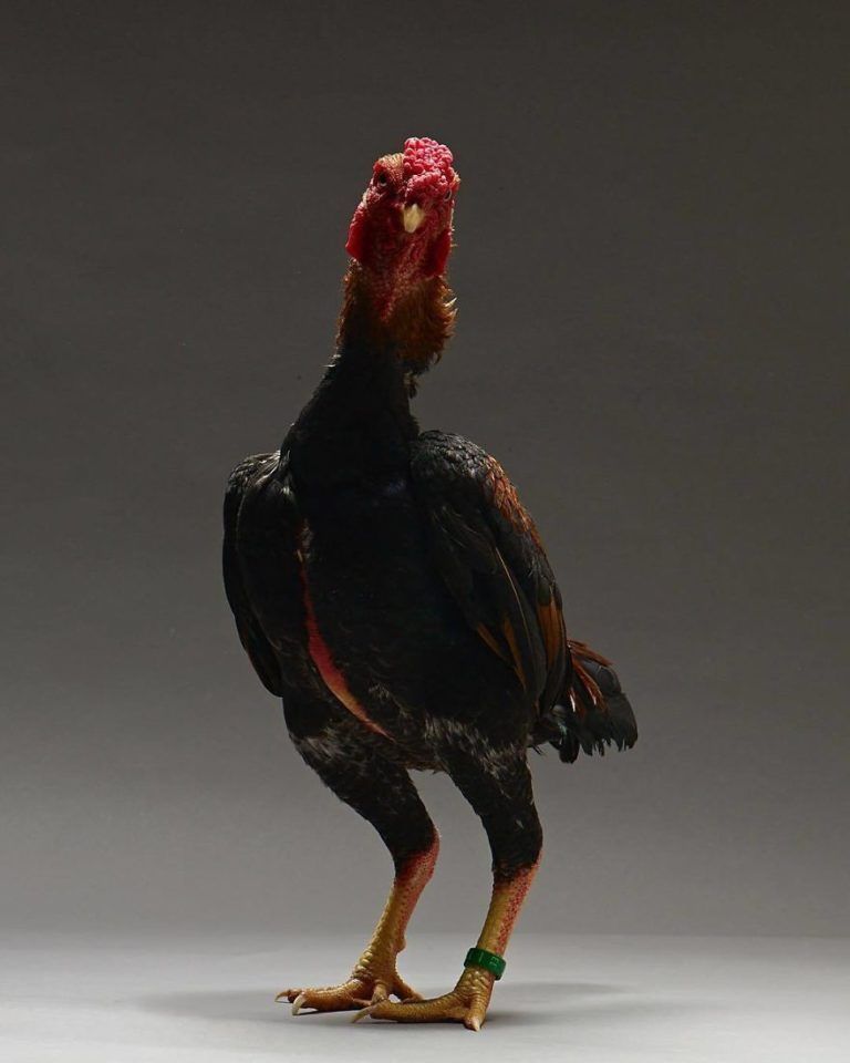 CHICken : les plus belles poules du monde à l’honneur dans une série de photos insolites #11