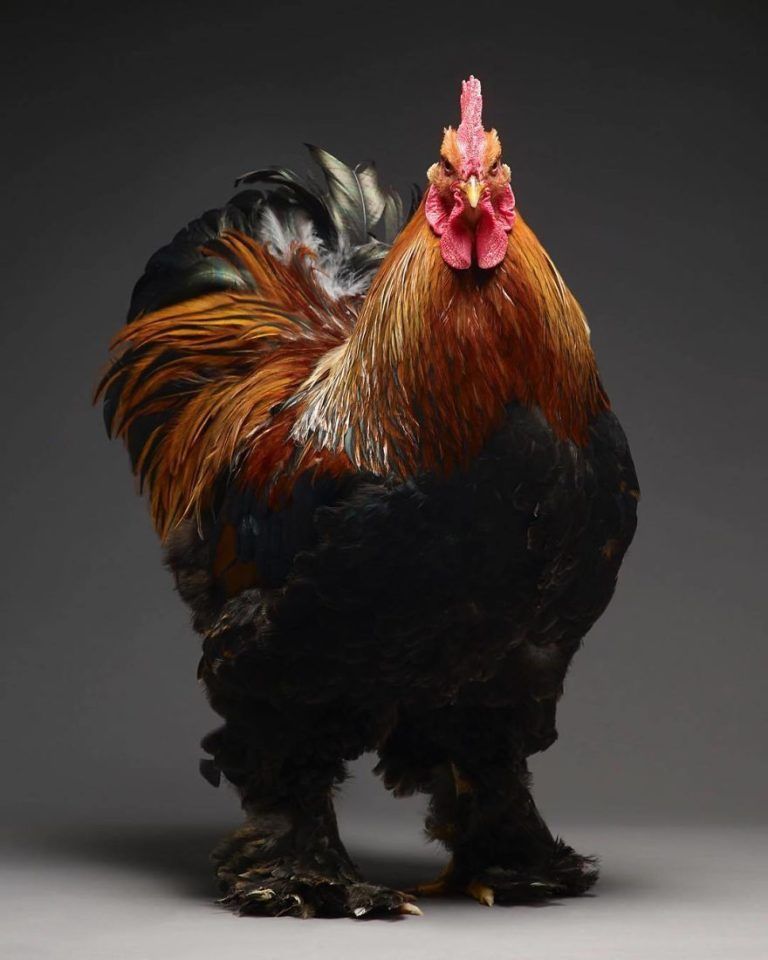 CHICken : les plus belles poules du monde à l’honneur dans une série de photos insolites #10