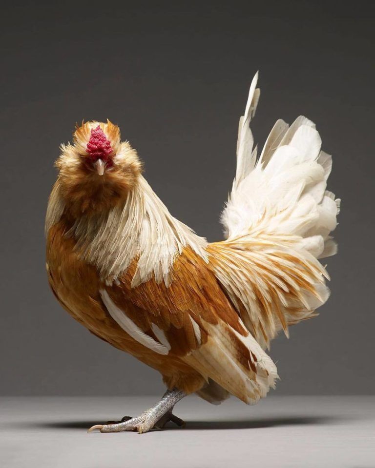 CHICken : les plus belles poules du monde à l’honneur dans une série de photos insolites #9