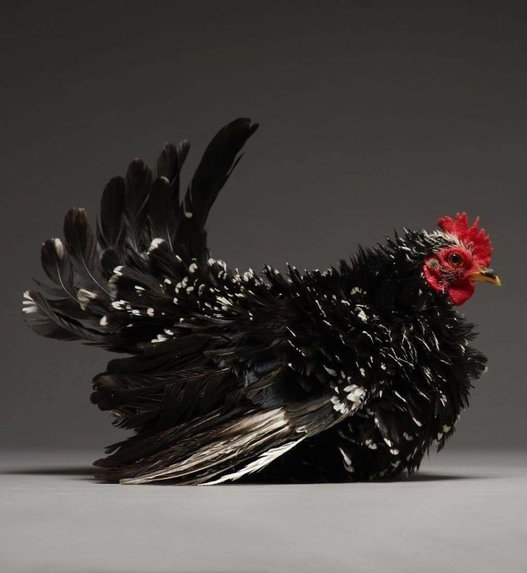 CHICken : les plus belles poules du monde à l’honneur dans une série de photos insolites #8