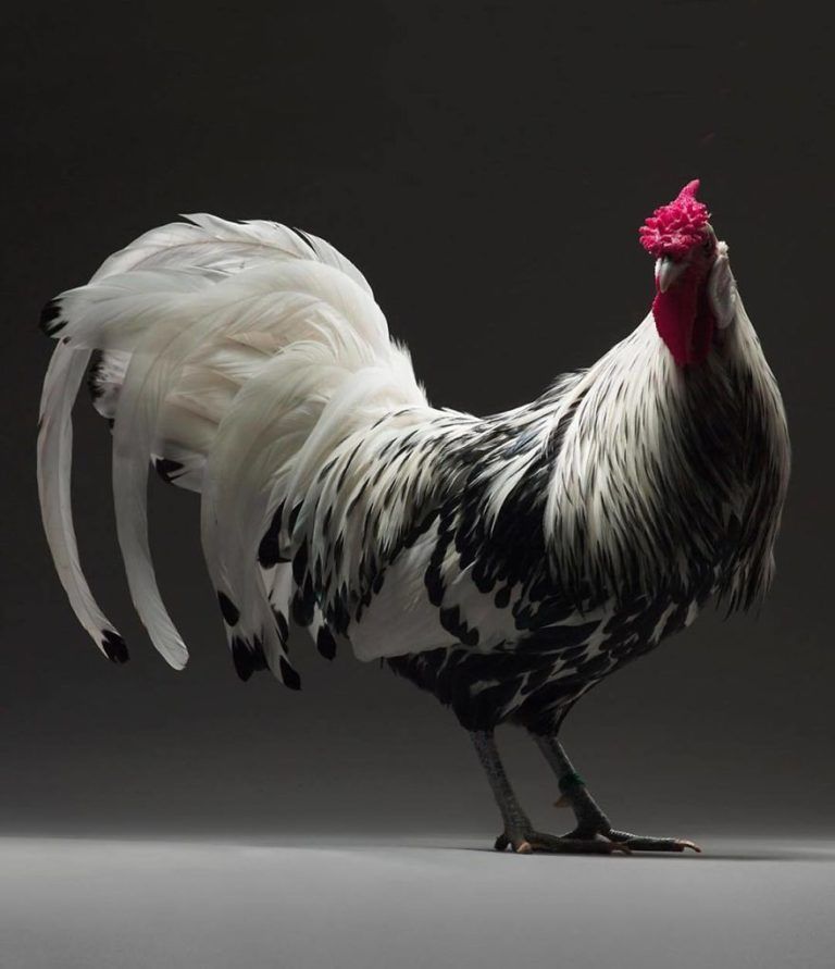 CHICken : les plus belles poules du monde à l’honneur dans une série de photos insolites #7