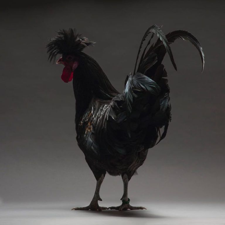 CHICken : les plus belles poules du monde à l’honneur dans une série de photos insolites #6