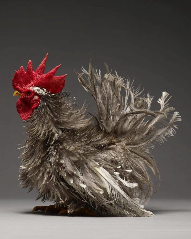 CHICken : les plus belles poules du monde à l’honneur dans une série de photos insolites #5