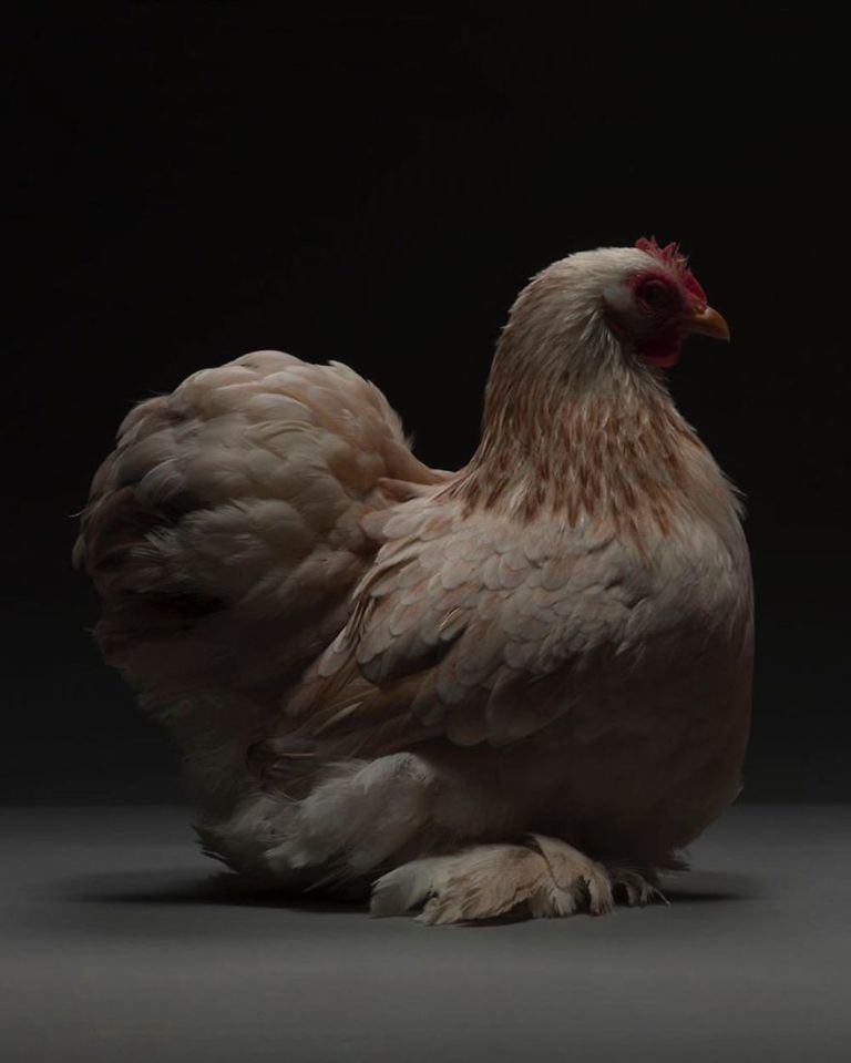 CHICken : les plus belles poules du monde à l’honneur dans une série de photos insolites #4
