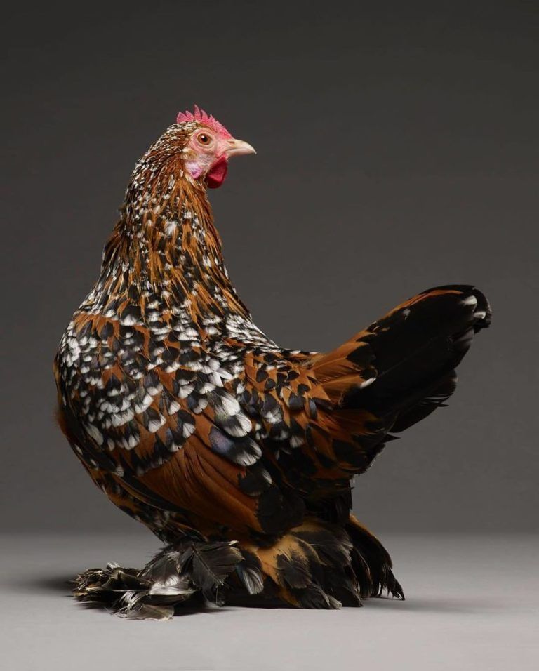CHICken : les plus belles poules du monde à l’honneur dans une série de photos insolites #3
