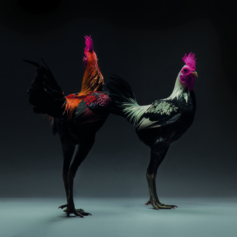 CHICken : les plus belles poules du monde à l’honneur dans une série de photos insolites