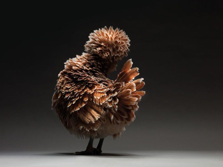 CHICken : les plus belles poules du monde à l’honneur dans une série de photos insolites #29