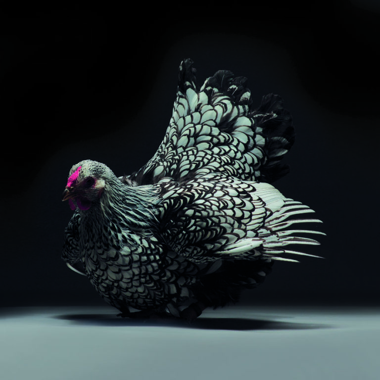 CHICken : les plus belles poules du monde à l’honneur dans une série de photos insolites #28