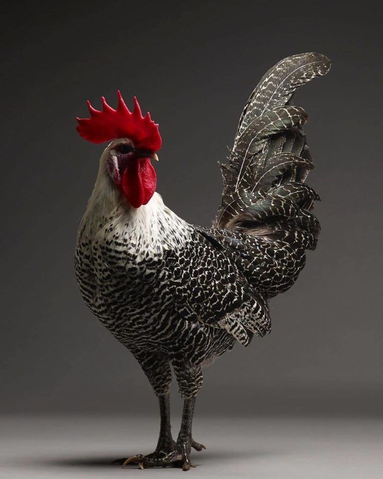 CHICken : les plus belles poules du monde à l’honneur dans une série de photos insolites #27