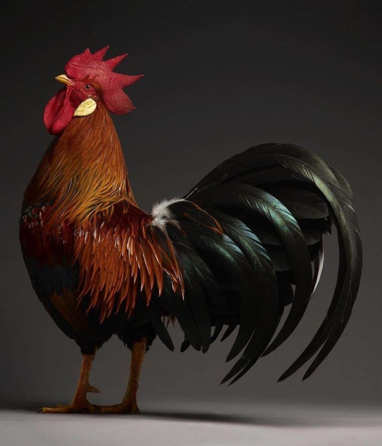 CHICken : les plus belles poules du monde à l’honneur dans une série de photos insolites #26