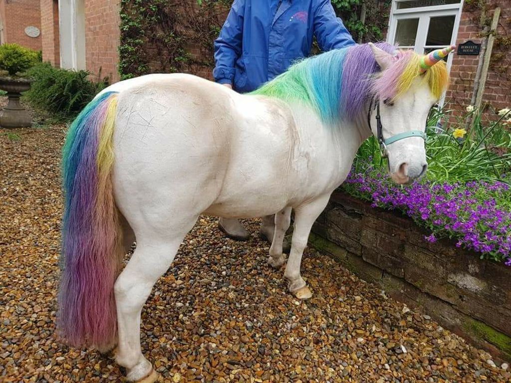 Louez une Licorne pour votre anniversaire #4