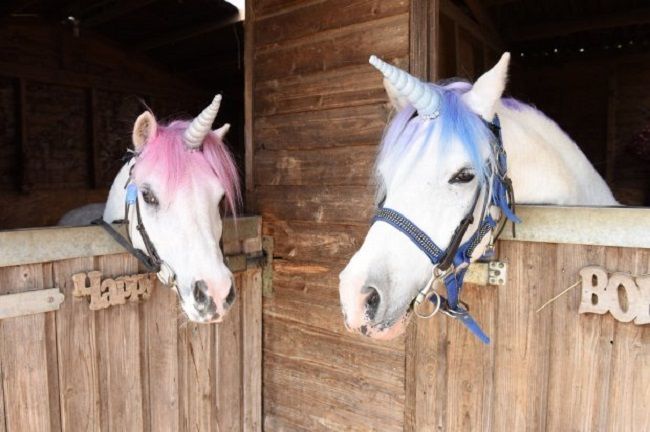 Louez une Licorne pour votre anniversaire #5
