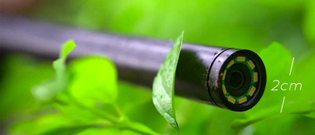 Laowa : un objectif pour prendre en photo les insectes