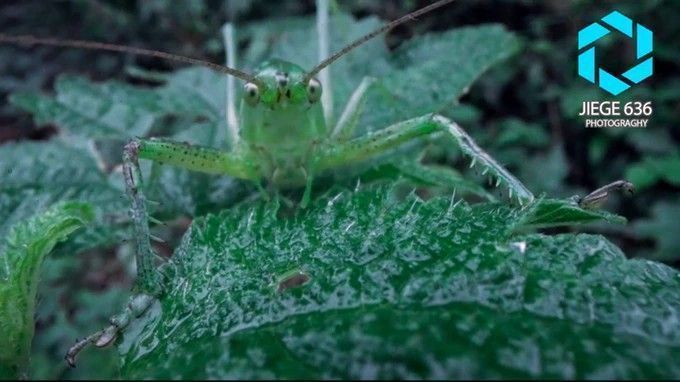 Laowa : un objectif pour prendre en photo les insectes #2