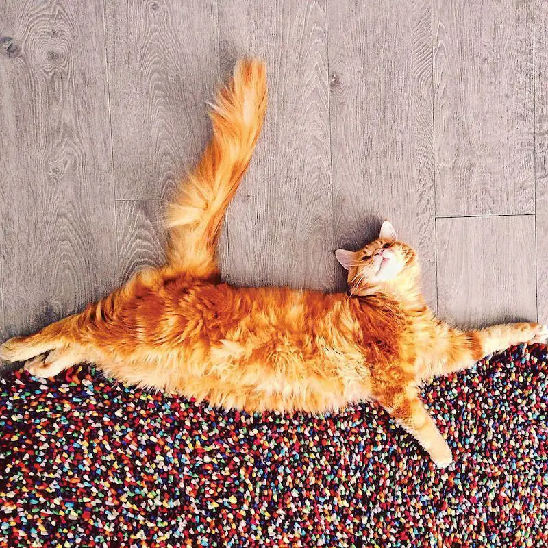 Une photographe russe met en scène son chat dans des aventures poétiques et colorées #2