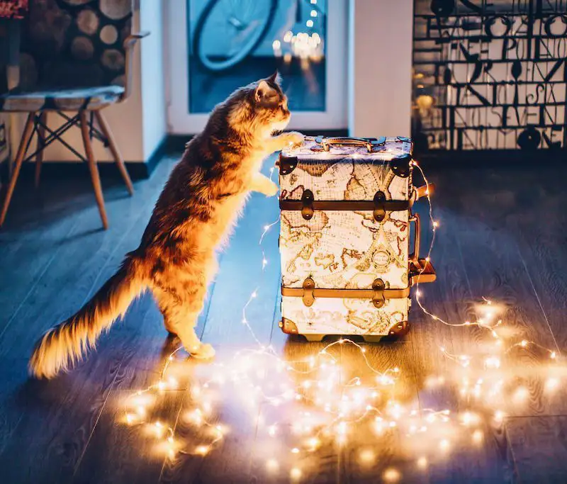 Une photographe russe met en scène son chat dans des aventures poétiques et colorées #6