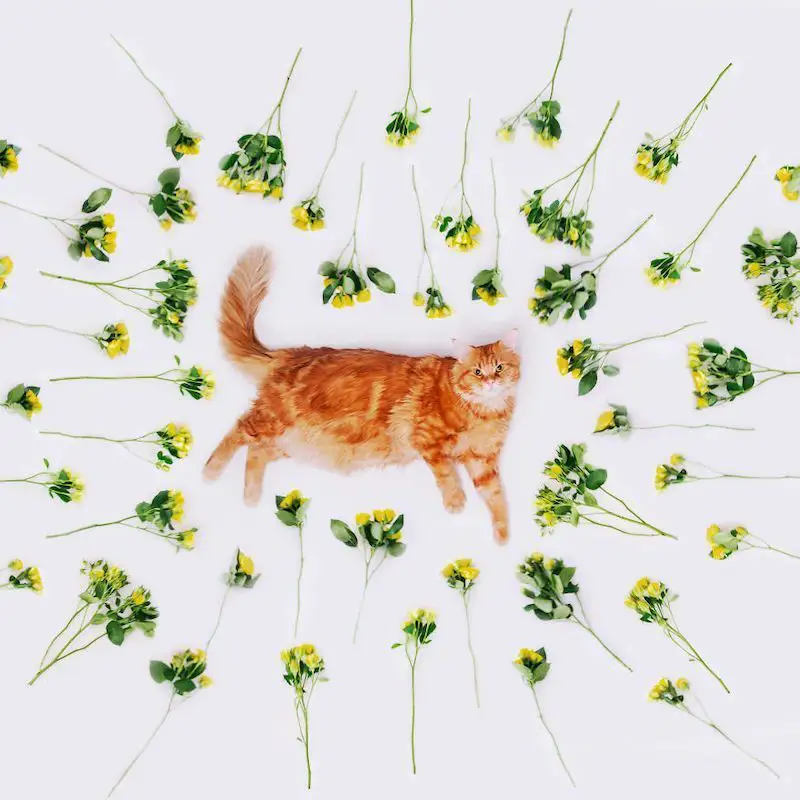 Une photographe russe met en scène son chat dans des aventures poétiques et colorées #8