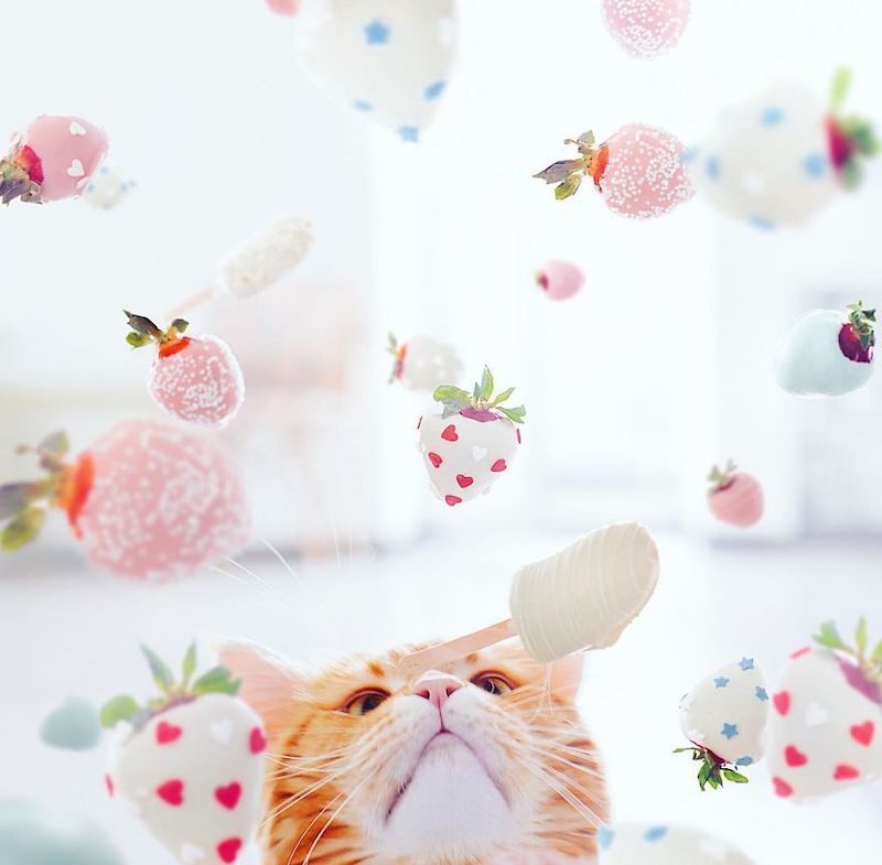 Une photographe russe met en scène son chat dans des aventures poétiques et colorées #4