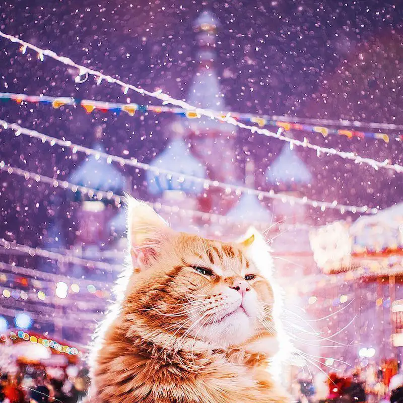 Une photographe russe met en scène son chat dans des aventures poétiques et colorées #15