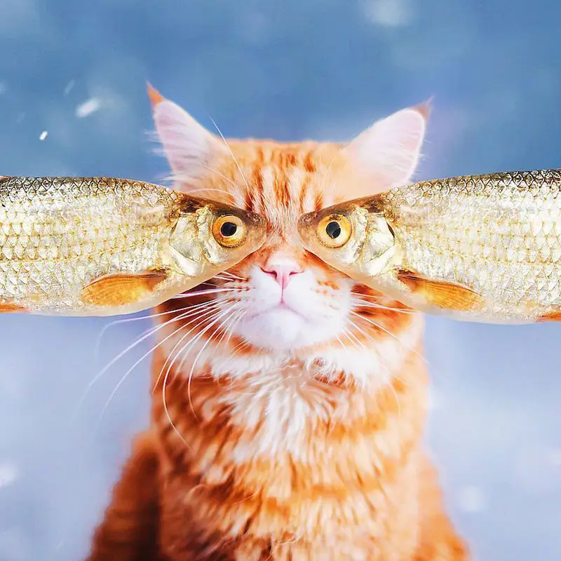 Une photographe russe met en scène son chat dans des aventures poétiques et colorées #17