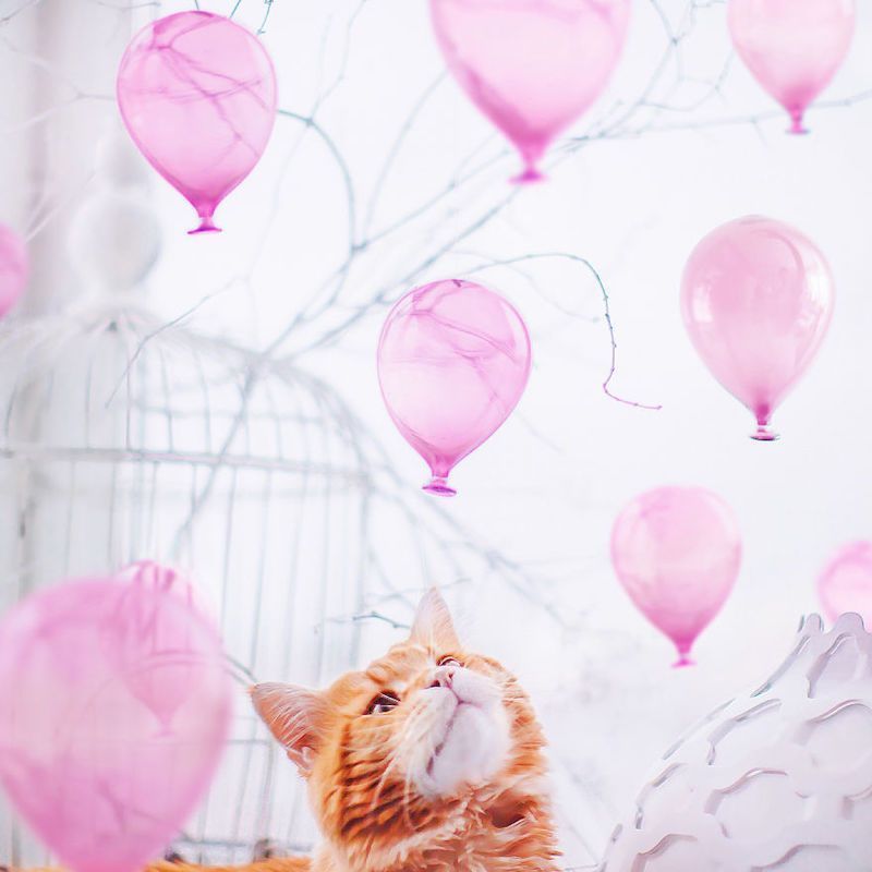 Une photographe russe met en scène son chat dans des aventures poétiques et colorées #5