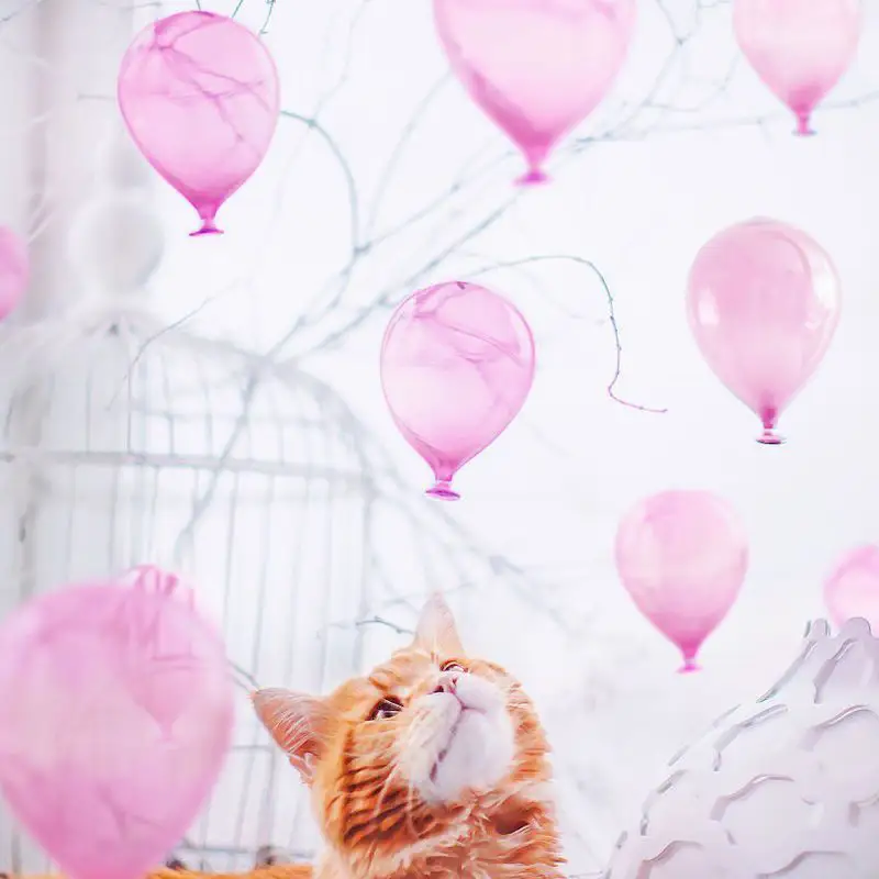 Une photographe russe met en scène son chat dans des aventures poétiques et colorées #5