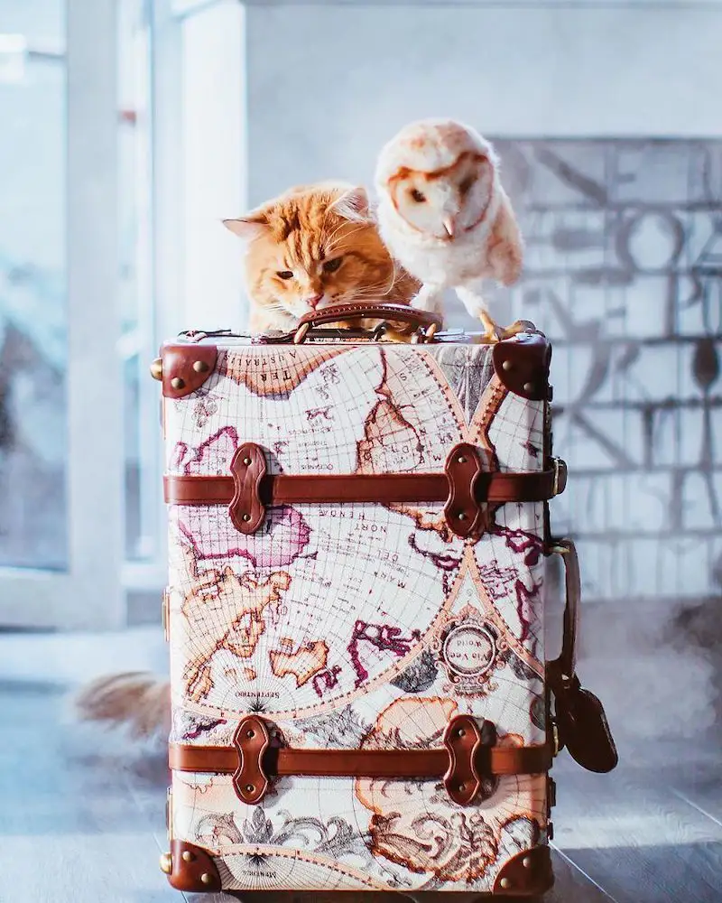 Une photographe russe met en scène son chat dans des aventures poétiques et colorées #9