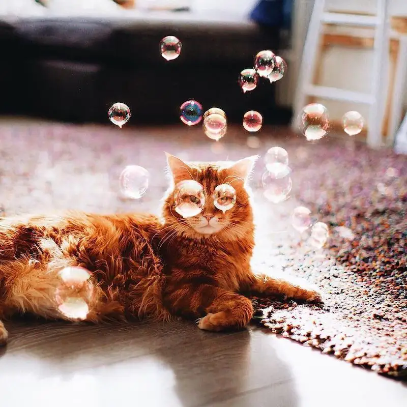 Une photographe russe met en scène son chat dans des aventures poétiques et colorées #18