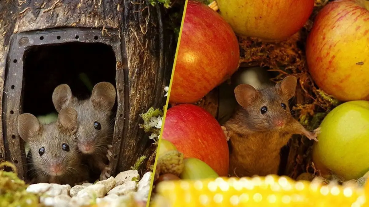 Ce photographe a construit un village de souris dans son jardin