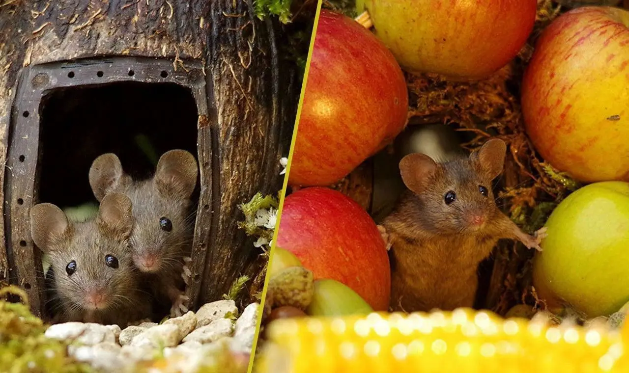 Ce photographe a construit un village de souris dans son jardin