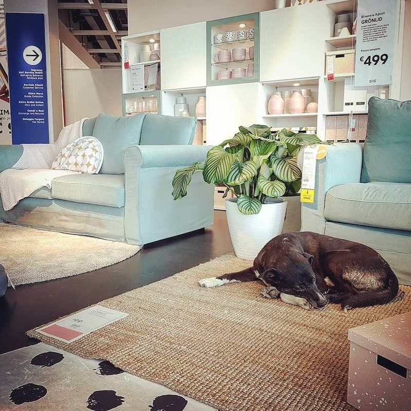 Ce magasin IKEA accueille les chiens abandonnés