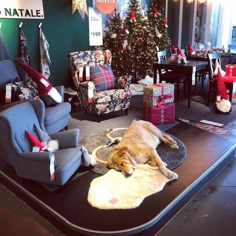Ce magasin IKEA accueille les chiens abandonnés #3