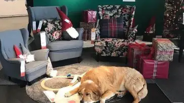 Ce magasin IKEA accueille les chiens abandonnés