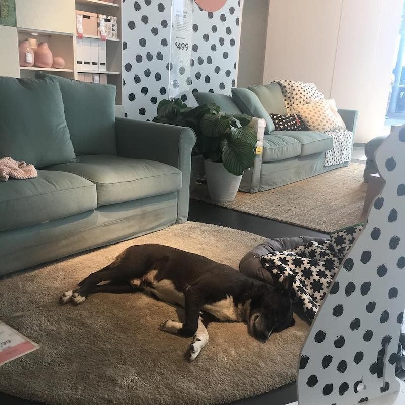 Ce magasin IKEA accueille les chiens abandonnés #2