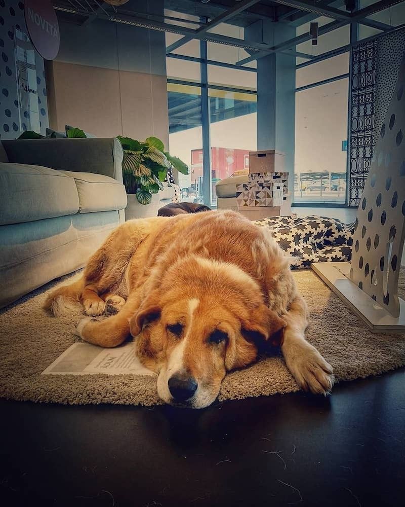 Ce magasin IKEA accueille les chiens abandonnés #6