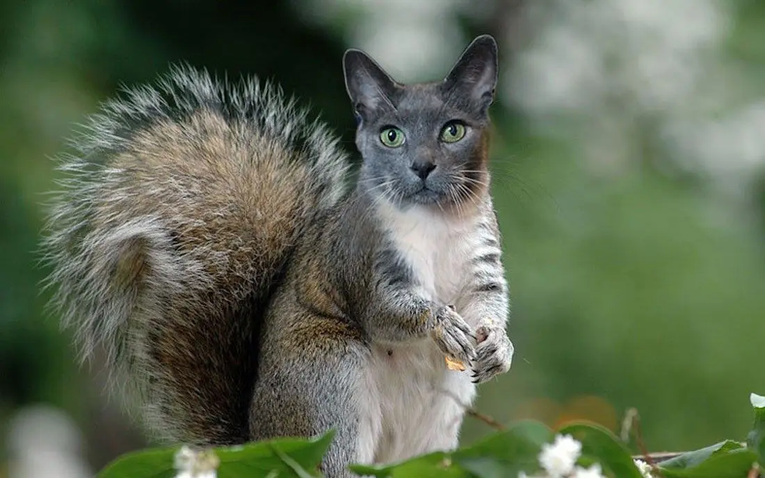 Instagram : elle fusionne ses chats avec d’autres animaux #2