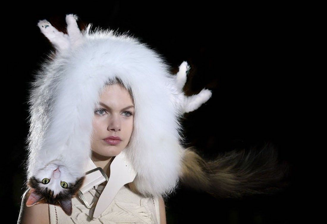 Instagram : elle fusionne ses chats avec d’autres animaux #11
