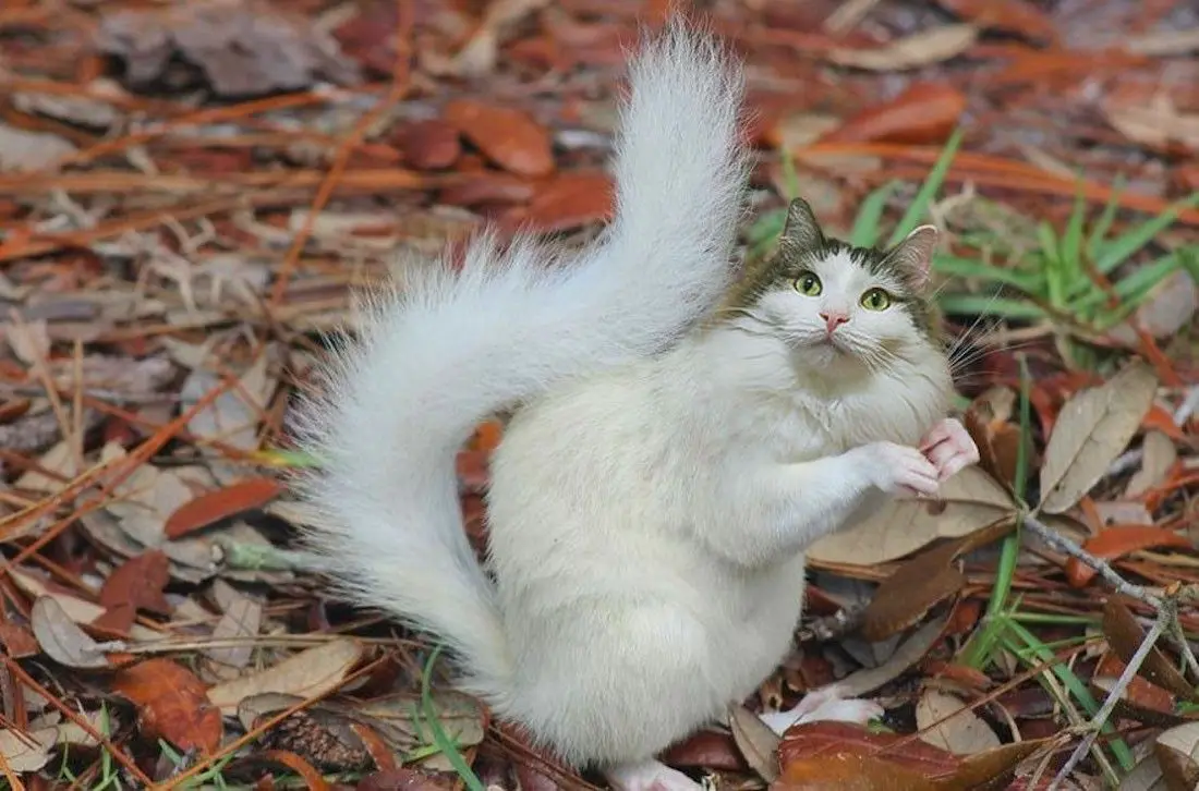 Instagram : elle fusionne ses chats avec d’autres animaux #10