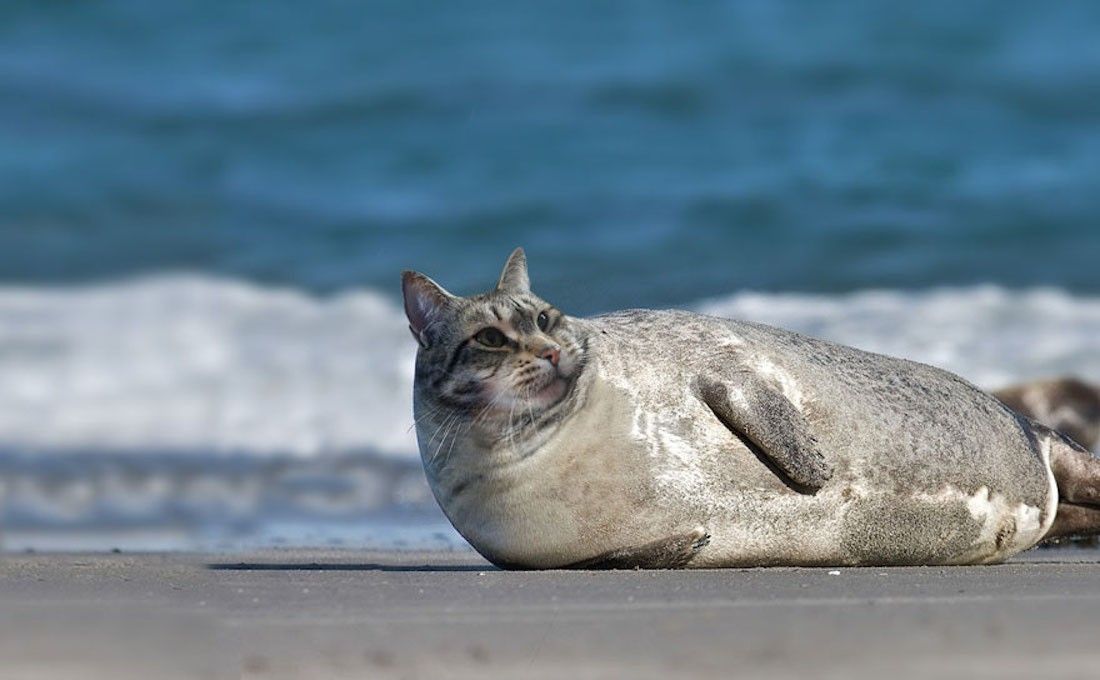 Instagram : elle fusionne ses chats avec d’autres animaux #7