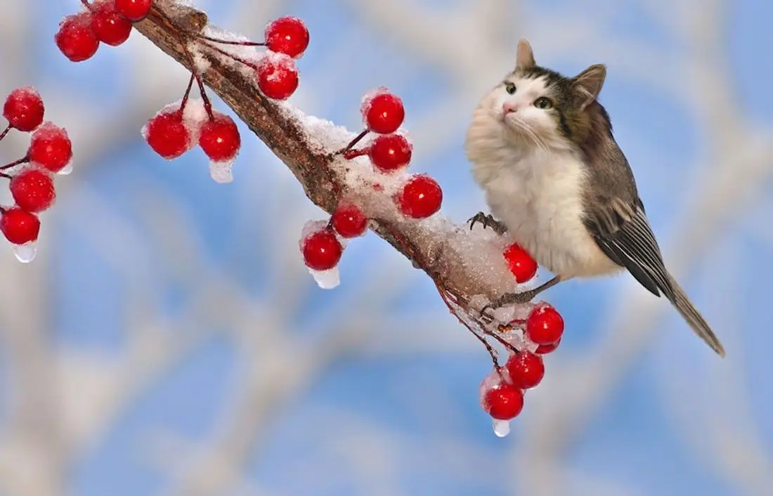 Instagram : elle fusionne ses chats avec d’autres animaux #5